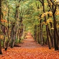 Herfst Edese Bos Herfst Edese Bos
