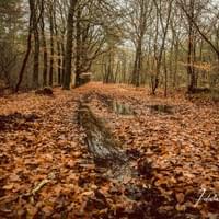 Herfstbos in Ede Herfstbos in Ede