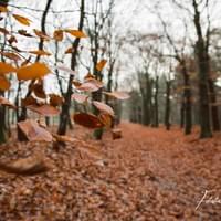 Herfst in Ede Herfst in Ede