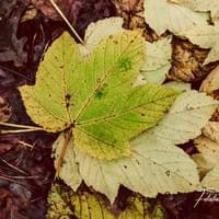 Herfstblad Herfstblad