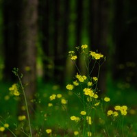 C645 140/2.8 @F5.6 C645 140/2.8 @F5.6