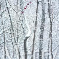 CHRISTMAS CARD #4 CHRISTMAS CARD #4