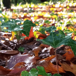 Autumn Forest Walk Autumn Forest Walk