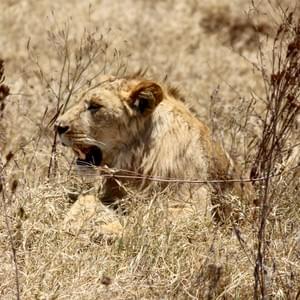 Lion, Tarangire National Park Lion, Tarangire National Park