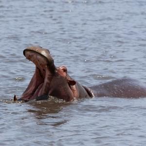 Hippo, Tarangire National Park Hippo, Tarangire National Park