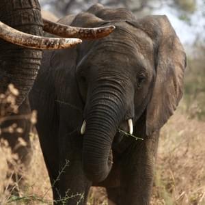 African Elephant, Tarangire National Park African Elephant, Tarangire National Park