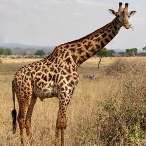Giraffe, Tarangire National Park Giraffe, Tarangire National Park