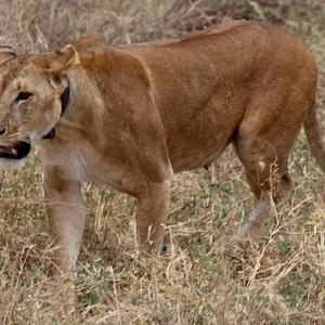 Lioness, Tarangire National Park Lioness, Tarangire National Park