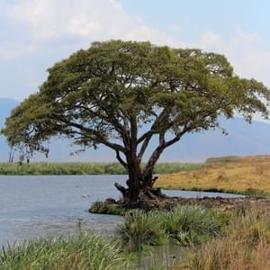 Acacia Tree, Lake Burungi Acacia Tree, Lake Burungi