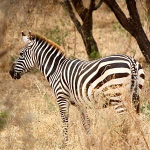 Zebra, Tarangire National Park Zebra, Tarangire National Park