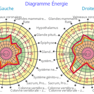 Extrait du rapport partie diagramme énergie des organes - GDV Bio-Well