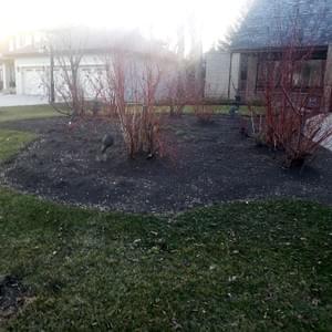 Dogwoods to be removed and Lilly's to be transplanted