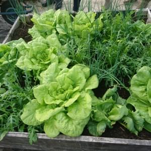 Community group salad box Community group salad box