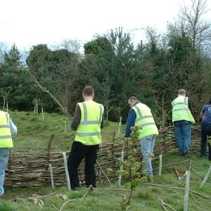 Volunteer group weaving hazel fence Volunteer group weaving hazel fence