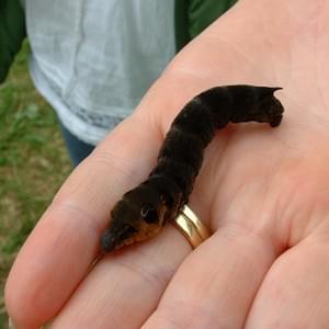 Elephant hawk moth caterpillar  Elephant hawk moth caterpillar