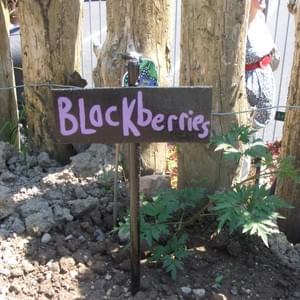 School garden Wexford town School garden Wexford town