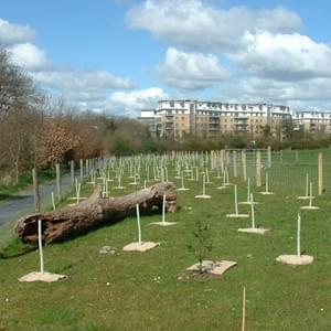 Planting native woodland Planting native woodland