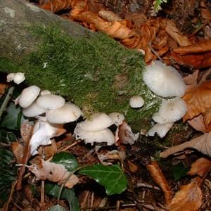 Porcelain fungus on tree trunk Porcelain fungus on tree trunk