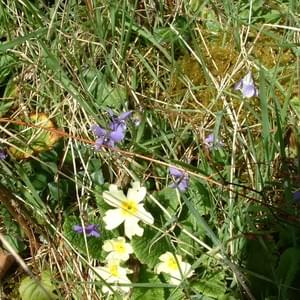 Native hedgerow plants  Native hedgerow plants