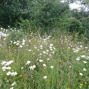 Wildflower meadow New Ross Wildflower meadow New Ross