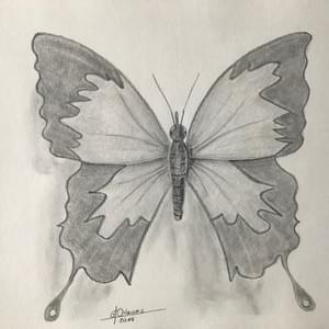 Papillon Papillon