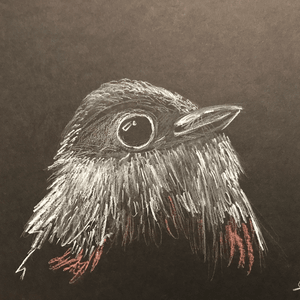 Petit Oiseau en Hivers Petit Oiseau en Hivers