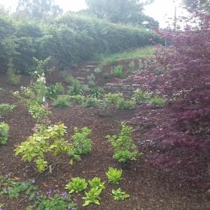 New planting, private garden