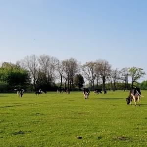 Weide auf dem Biolandhof Braun