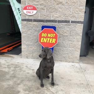 Aspen Carwash's Mascot DUKE!