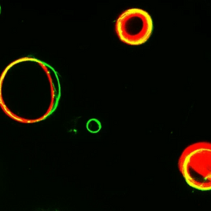 RIng-shaped microtubule assemblies