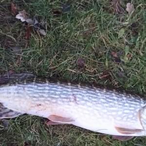 Canal Pike Canal Pike