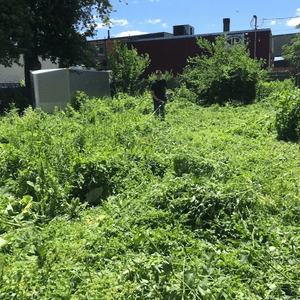 Overgrown Grass Overgrown Grass