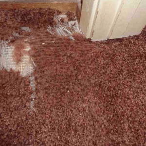 Pet Damaged Carpet Pet Damaged Carpet