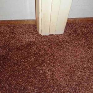 Pet Damaged Carpet Sectioned OUT! Pet Damaged Carpet Sectioned OUT!