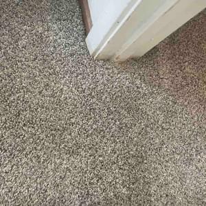 Pet Damage Sectioned OUT!