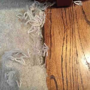 Pet Damaged Carpet Pet Damaged Carpet