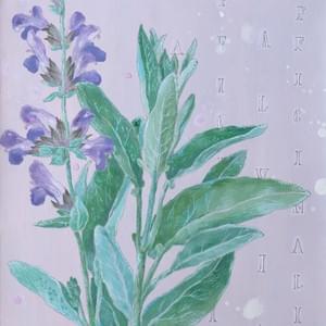 Sage. Acrylic gouache on paper. 8x 10" in 20x 25 cm Sage. Acrylic gouache on paper. 8x 10" in 20x 25 cm