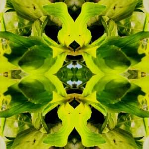 Manjericão Manjericão