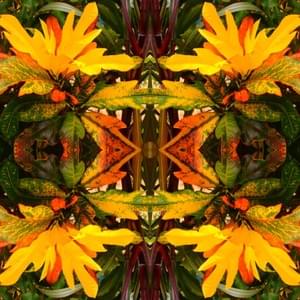 Ju Cretella Ju Cretella