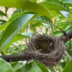 www-houseofharmony-lk-ayurveda-massage-spa www-houseofharmony-lk-ayurveda-massage-spa