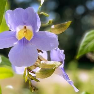 www-houseofharmony-lk-ayurveda-massage-spa www-houseofharmony-lk-ayurveda-massage-spa