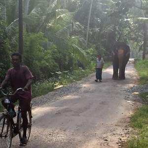 srilankareisen.lk elephant walking srilankareisen.lk elephant walking