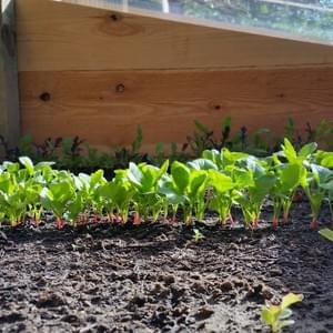 Potager - Yellow Events Potager - Yellow Events