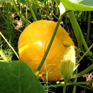 Potager - Yellow Events Potager - Yellow Events