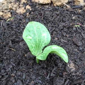 Potager - Yellow Events Potager - Yellow Events