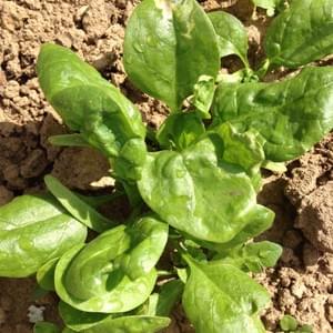 Potager - Yellow Events Potager - Yellow Events