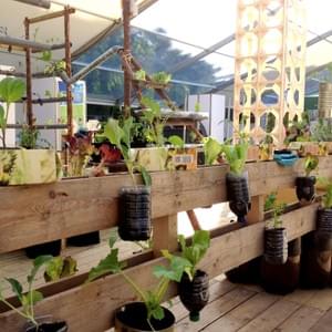 Potager urbain Potager urbain