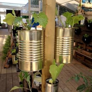 Potager urbain Potager urbain