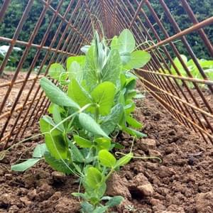 Potager - Yellow Events Potager - Yellow Events