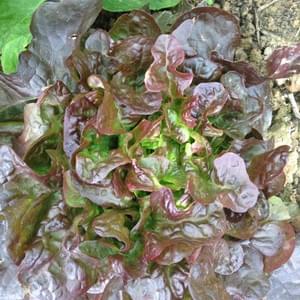 Potager - Yellow Events Potager - Yellow Events